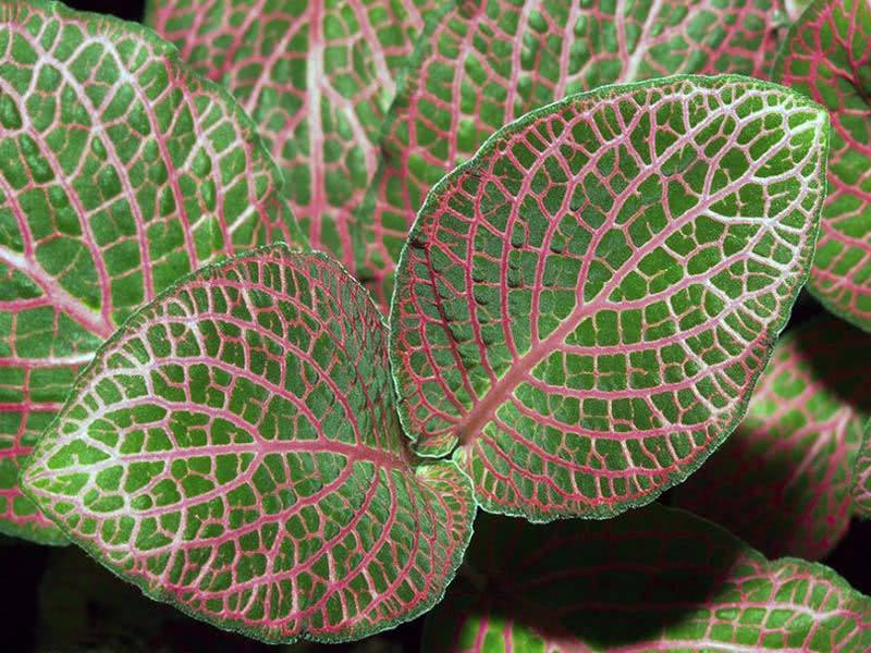 Fittonia verschaffeltii / Fittonia Verschaffelt Fittonia verschaffeltii / Fittonia Verschaffelt
