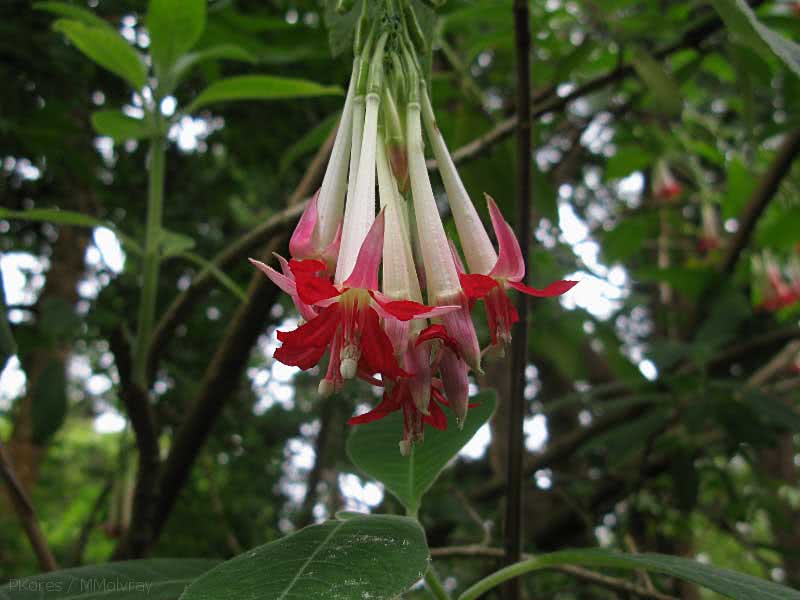 Boliviana fúcsia / boliviana fúcsia Boliviana fúcsia / boliviana fúcsia