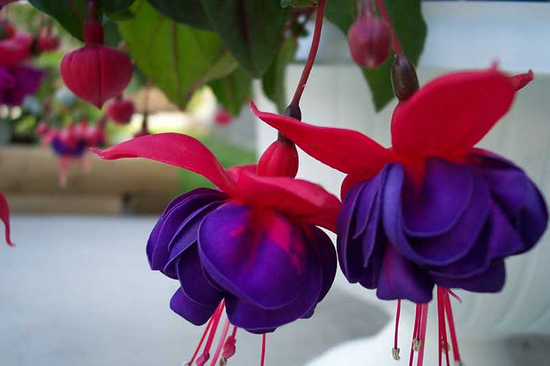 Fuchsia corymbiflora / corymbose fuchsia Fuchsia corymbiflora / corymbose fuchsia