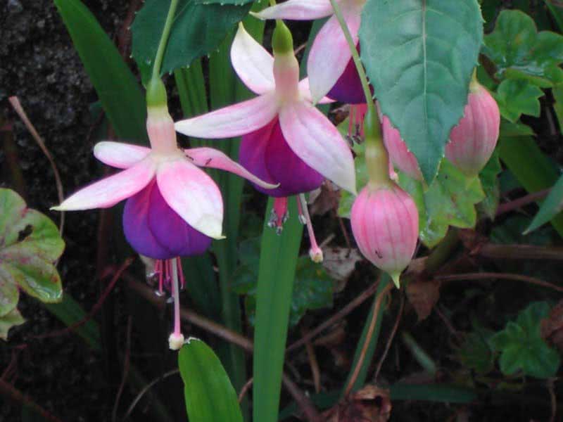 Fuchsia corymbiflora / corymbose fuchsia Fuchsia corymbiflora / corymbose fuchsia