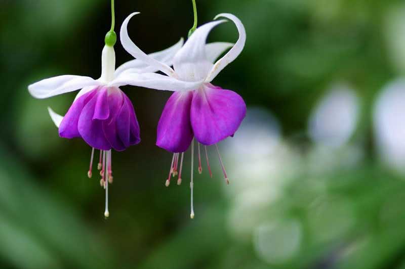 Fuchsia corymbiflora / corymbose fuchsia Fuchsia corymbiflora / corymbose fuchsia