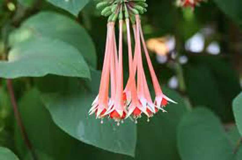 Fúcsia fulgens / fúcsia brilhante Fúcsia fulgens / fúcsia brilhante
