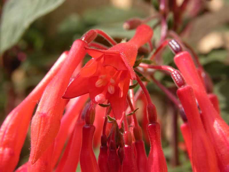 Fúcsia fulgens / fúcsia brilhante Fúcsia fulgens / fúcsia brilhante