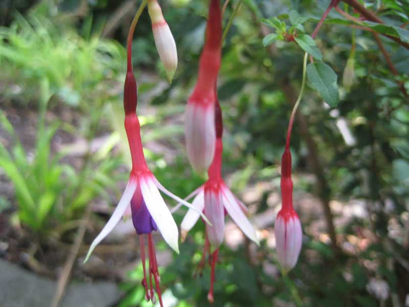 Fúcsia magellanica (descolorida ou cônica) / fúcsia magalhânica (multicolorida ou cônica) Fúcsia magellanica (descolorida ou cônica) / fúcsia magalhânica (multicolorida ou cônica)