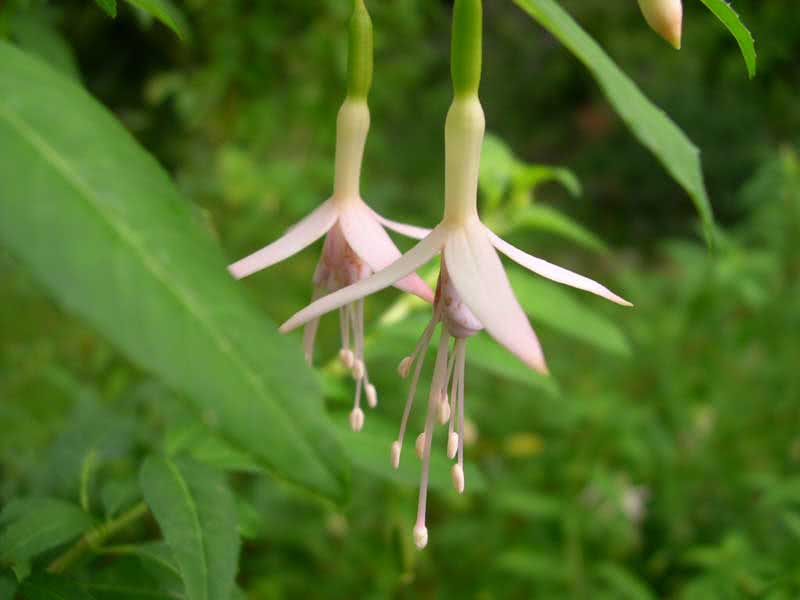 Fúcsia magellanica (descolorida ou cônica) / fúcsia magalhânica (multicolorida ou cônica) Fuchsia magellanica (descolorida ou cônica) / magellanic fuchsia (multicolorida ou cônica)