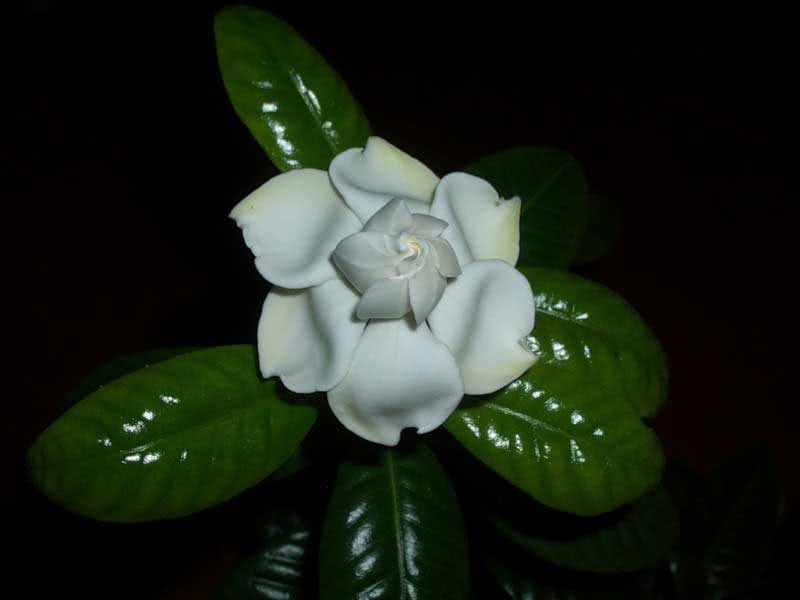 Gardenia Jasminoides / Gardenia Jasmine (Augusta) Gardenia Jasminoides / Gardenia Jasminoides (Augusta)