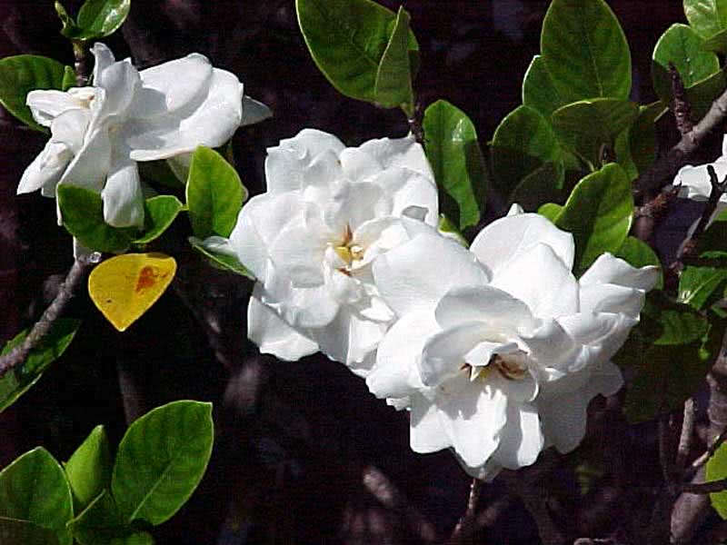 Gardenia Jasminoides / Gardenia Jasmine (Augusta) Gardenia Jasminoides / Gardenia Jasminoides (Augusta)