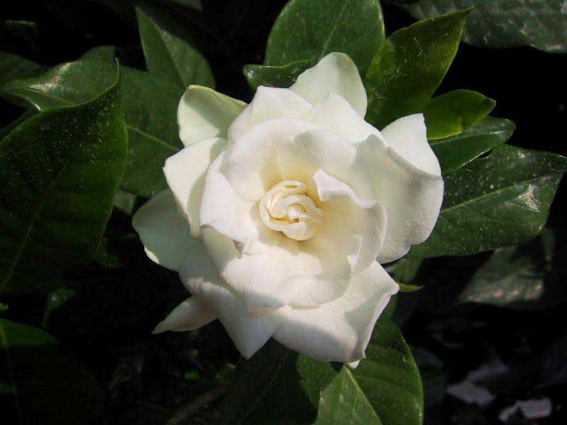 Gardenia Jasminoides / Gardenia Jasmine (Augusta) Gardenia Jasminoides / Gardenia Jasminoides (Augusta)