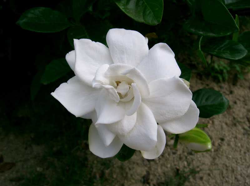 Gardenia Jasminoides / Gardenia Jasmine (Augusta) Gardenia Jasminoides / Gardenia Jasminoides (Augusta)
