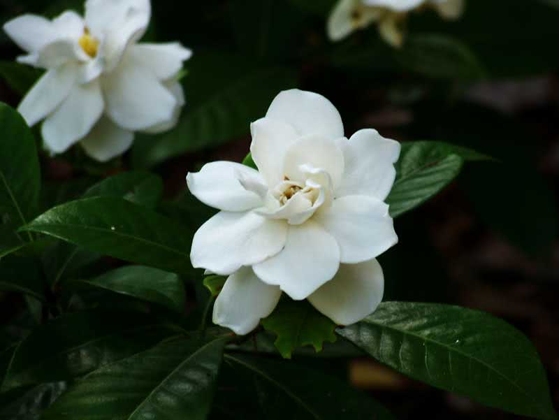 Gardenia Jasminoides / Gardenia Jasmine (Augusta) Gardenia Jasminoides / Gardenia Jasminoides (Augusta)