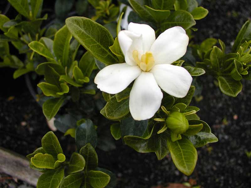 Gardenia Jasminoides / Gardenia Jasmine (Augusta) Gardenia Jasminoides / Gardenia Jasminoides (Augusta)
