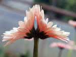 Gerbera