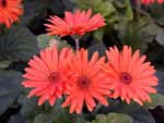 Gerbera