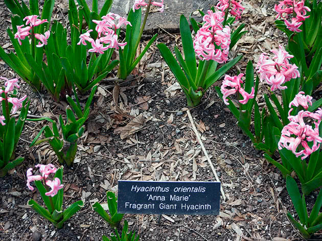 Hyacinth Anna Marie Hyacinth Anna Marie