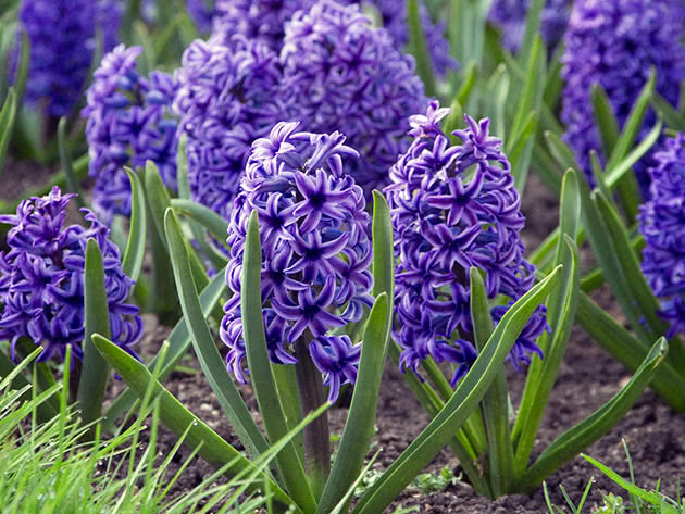 Jaqueta Azul Hyacinth Jaqueta Azul Hyacinth