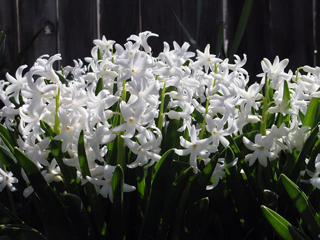 Hyacinth Carnegie Hyacinth Carnegie