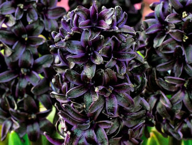 Hyacinth Dark Dimension Hyacinth Dark Dimension