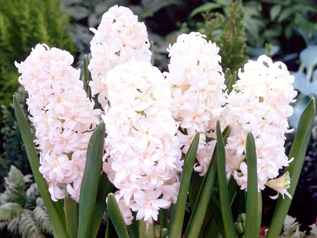 Hyacinth Double Snow Crystal Hyacinth Double Snow Crystal