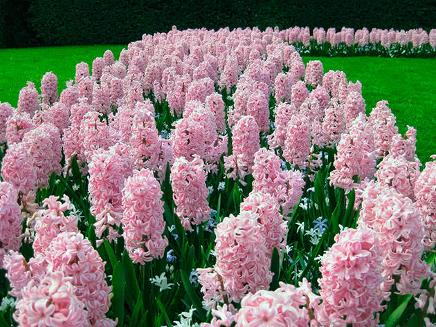 Hyacinth Fondant Hyacinth Fondant