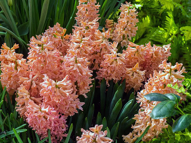 Hyacinth Gypsy Queen Hyacinth Gypsy Queen