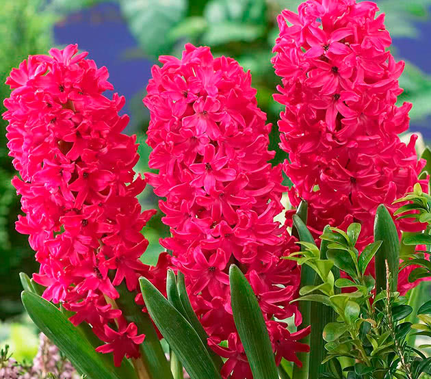 Hyacinth Jan Bos Hyacinth Jan Bos