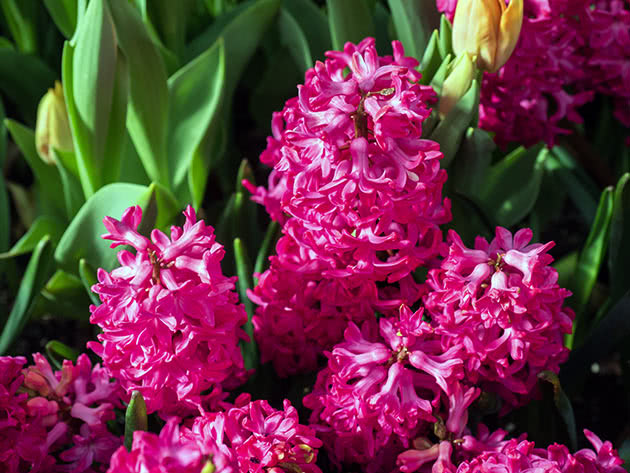 Hyacinth Jan Bos Hyacinth Jan Bos