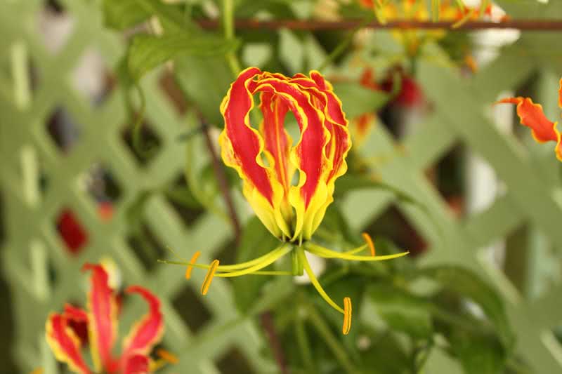 Gloriosa rothschildiana / Rothschild gloryiosa