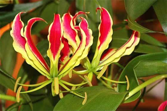 Gloriosa rothschildiana / Rothschild gloryiosa