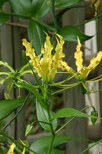 Gloriosa simplex / gloryiosa simplex