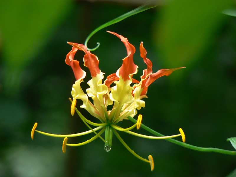 Gloriosa superba / gloriosa magnífica Gloriosa superba / magnífica gloriosa