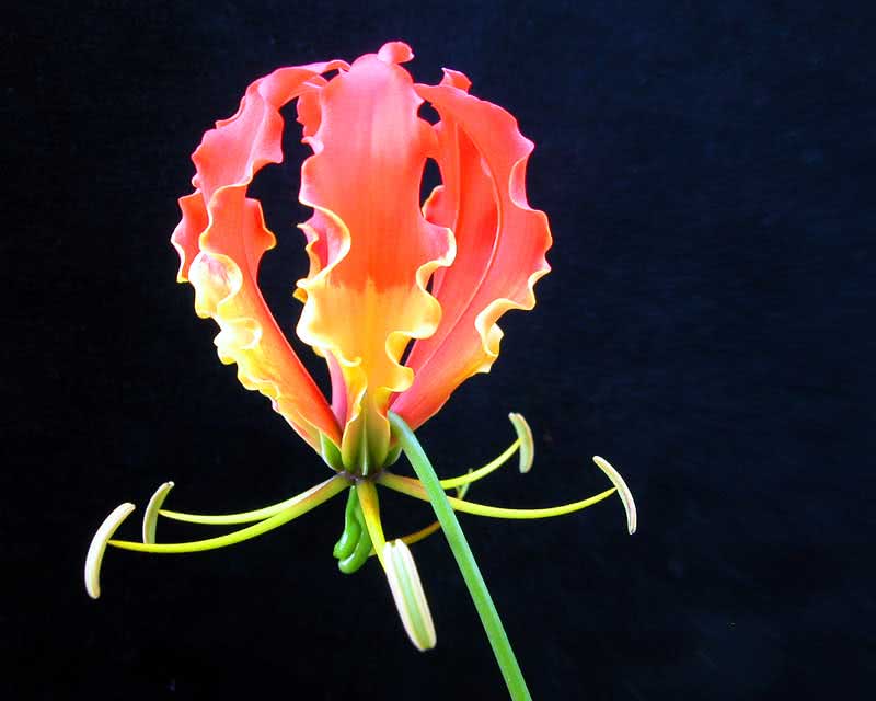 Gloriosa superba / gloriosa magnífica Gloriosa superba / magnífica gloriosa