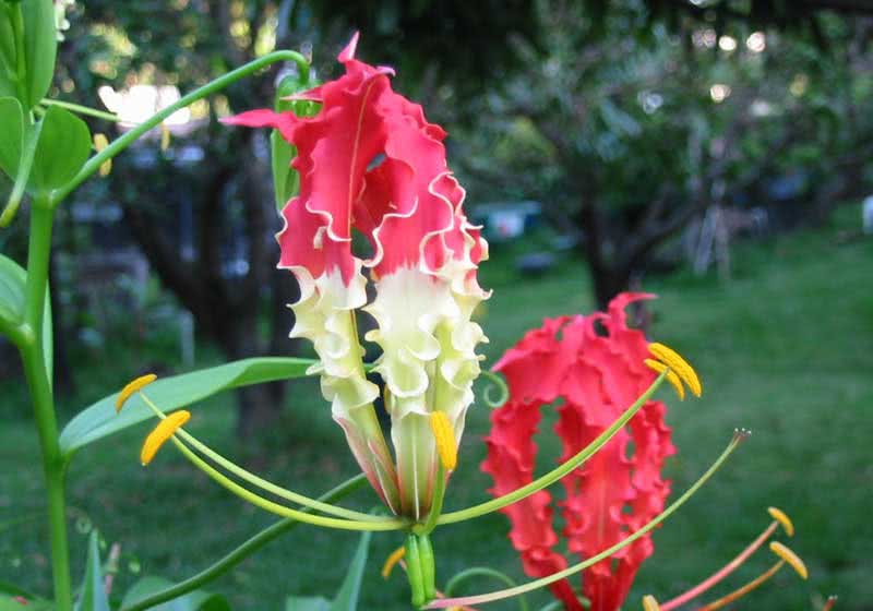 Gloriosa superba / gloriosa magnífica Gloriosa superba / magnífica gloriosa