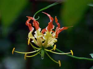 Gloriosa