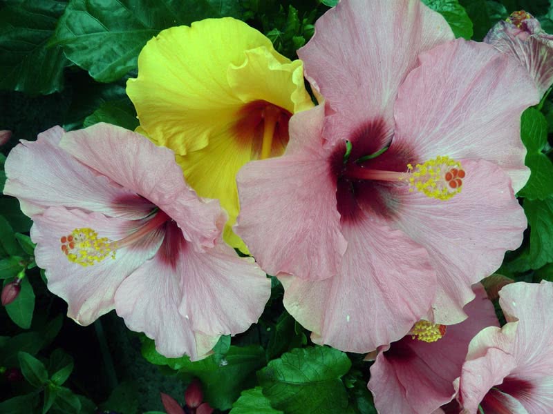 Hibiscus rosa-sinensis / Hibiscus chinês (rosa chinesa, rosa chinesa) Hibiscus rosa-sinensis / Hibiscus chinês (rosa chinesa, rosa chinesa)