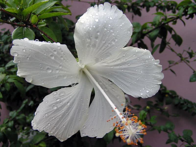Hibiscus rosa-sinensis / Hibiscus chinês (rosa chinesa, rosa chinesa) Hibiscus rosa-sinensis / Hibiscus chinês (rosa chinesa, rosa chinesa)