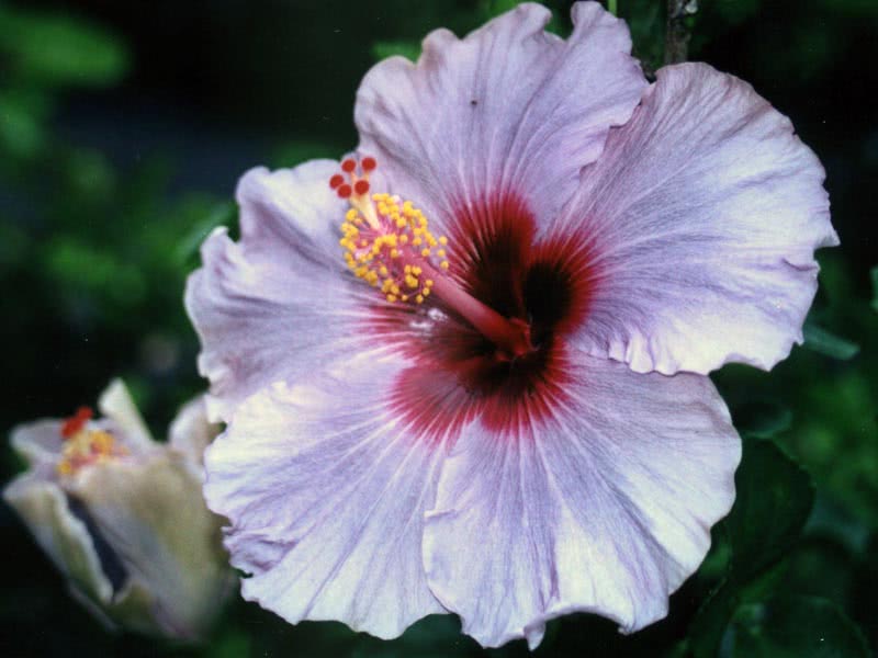Hibiscus rosa-sinensis / Hibiscus chinês (rosa chinesa, rosa chinesa) Hibiscus rosa-sinensis / Hibiscus chinês (rosa chinesa, rosa chinesa)