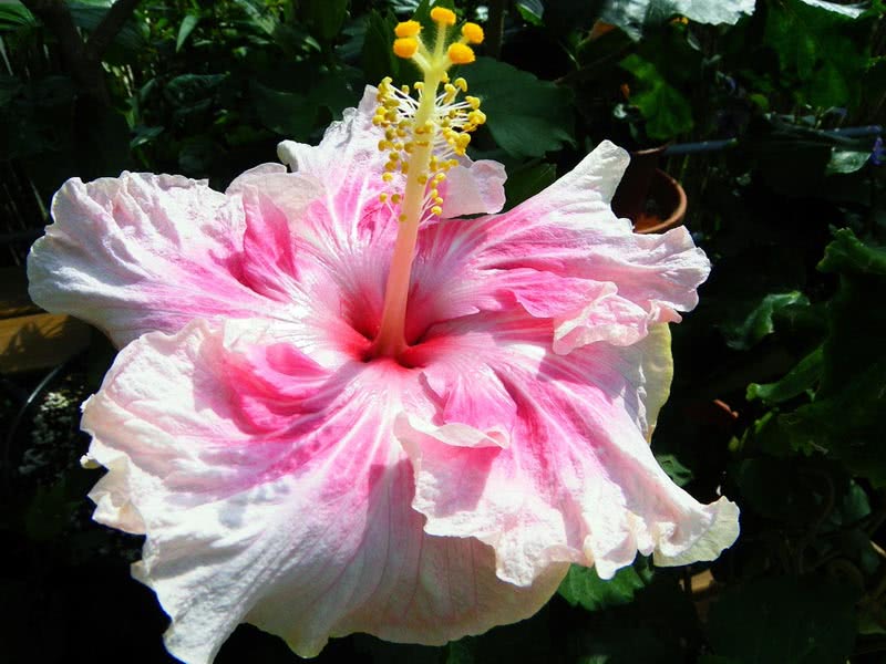 Hibiscus rosa-sinensis / Hibiscus chinês (rosa chinesa, rosa chinesa) Hibiscus rosa-sinensis / Hibiscus chinês (rosa chinesa, rosa chinesa)