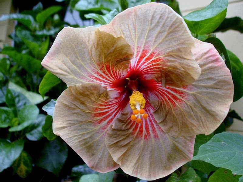 Hibiscus scizopetalus / hibisco dissecado Hibiscus scizopetalus / hibisco dissecado