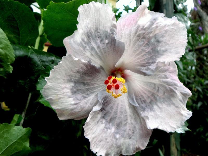 Hibiscus scizopetalus / hibisco dissecado Hibiscus scizopetalus / hibisco dissecado