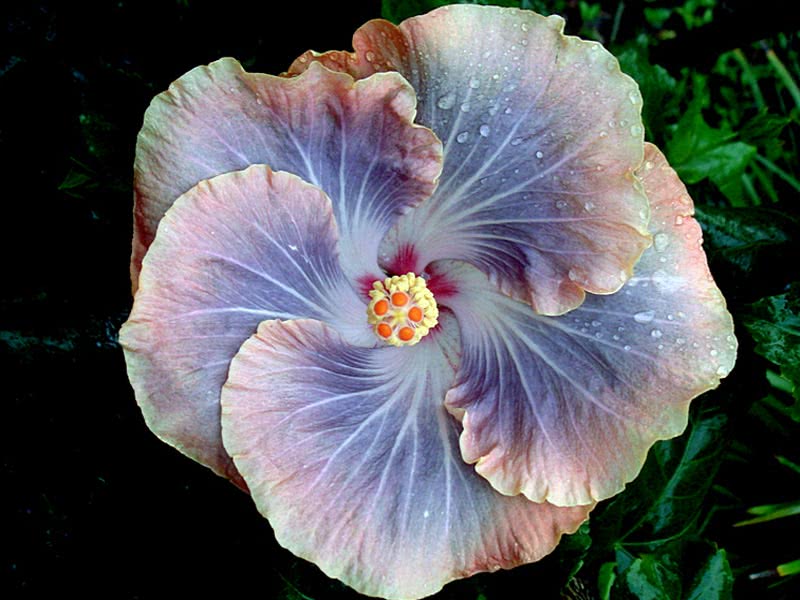 Hibiscus scizopetalus / hibisco dissecado Hibiscus scizopetalus / hibisco dissecado