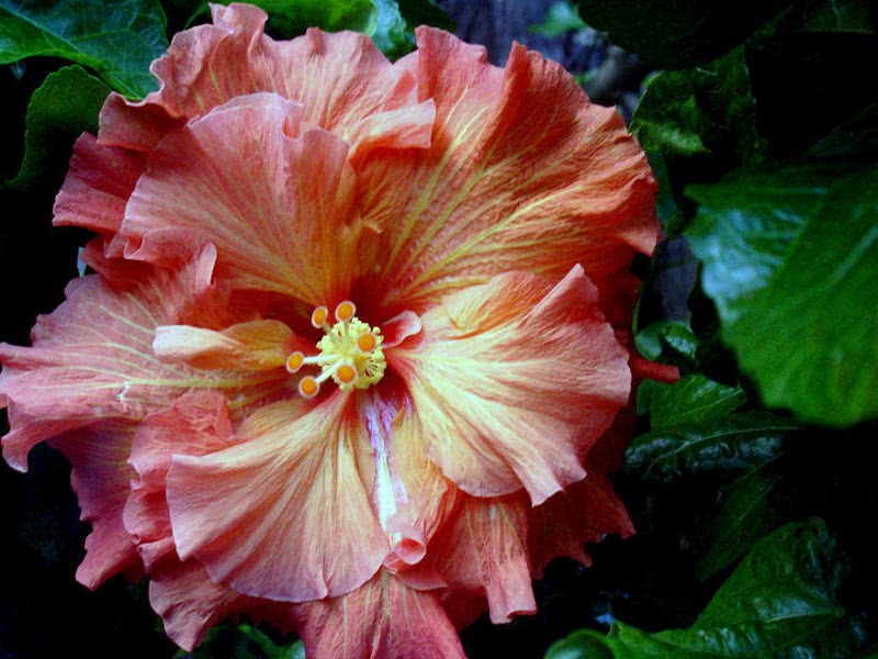 Hibiscus scizopetalus / hibisco dissecado Hibiscus scizopetalus / hibisco dissecado