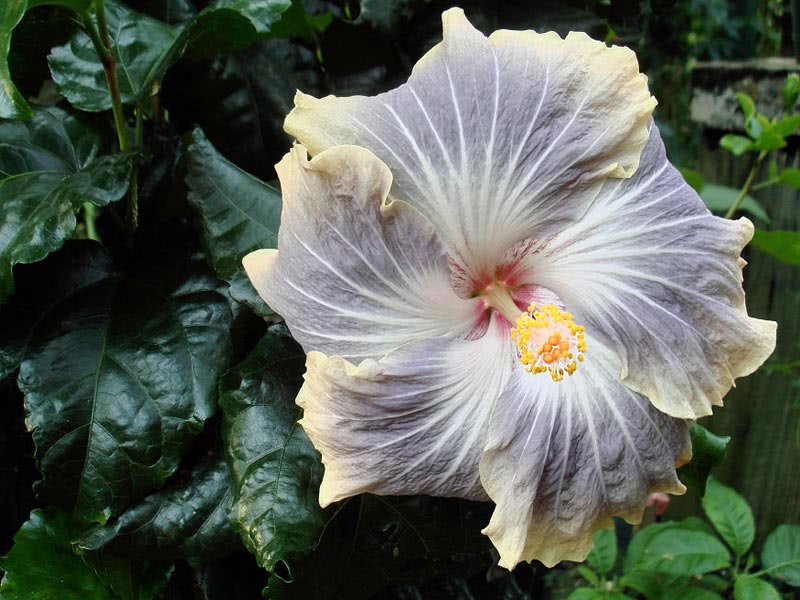 Hibiscus scizopetalus / hibisco dissecado Hibiscus scizopetalus / hibisco dissecado