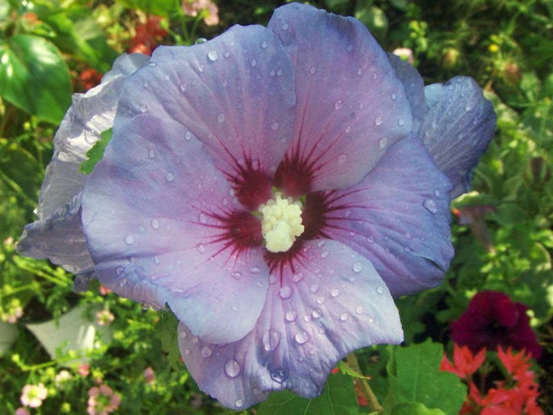 Hibiscus syriacus / hibisco sírio Hibiscus syriacus / hibisco sírio