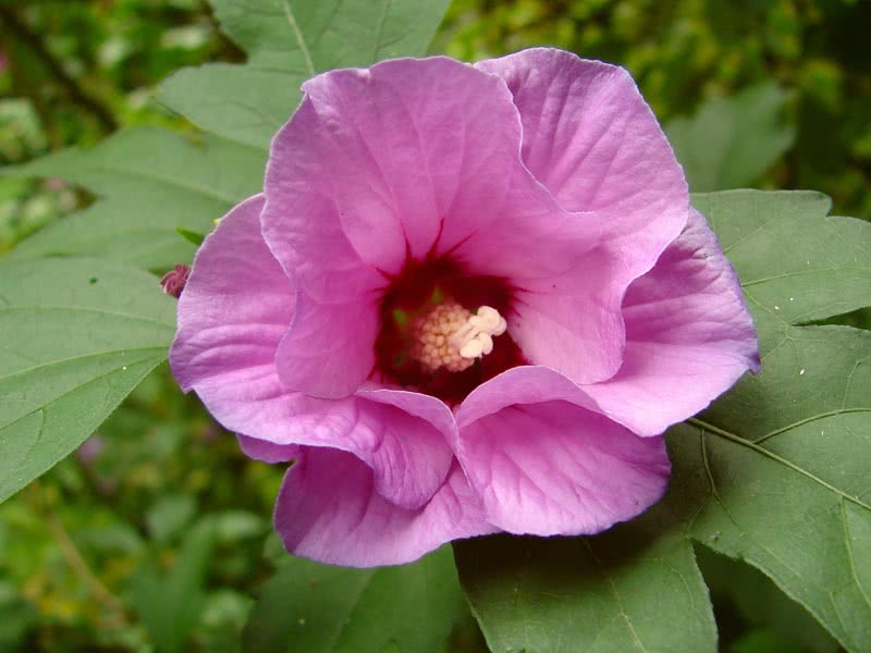 Hibiscus syriacus / hibisco sírio Hibiscus syriacus / hibisco sírio