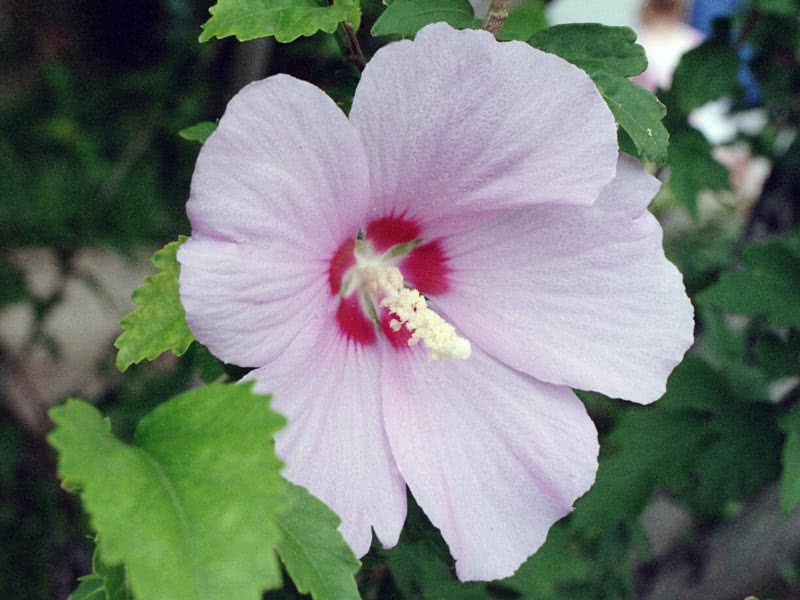 Bunga raya syriacus / bunga raya Syria