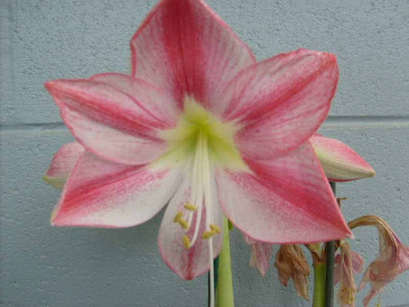 Hippeastrum hybridum / híbrido hippeastrum Hippeastrum hybridum / híbrido hippeastrum
