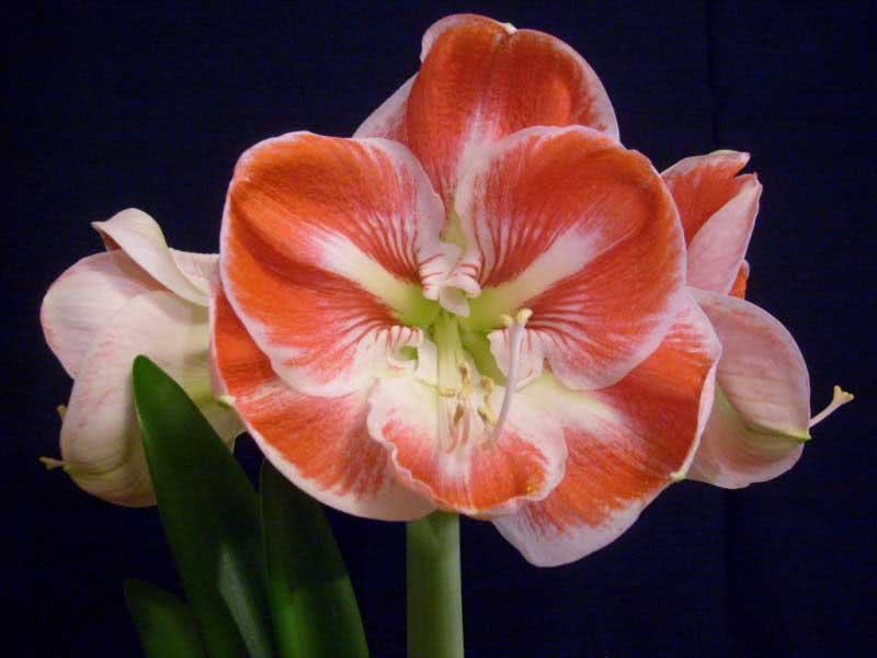 Hippeastrum hybridum / híbrido hippeastrum Hippeastrum hybridum / híbrido hippeastrum