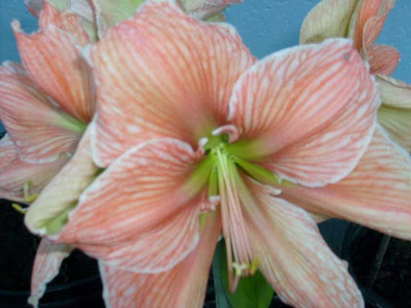 Hippeastrum hybridum / híbrido hippeastrum Hippeastrum hybridum / híbrido hippeastrum