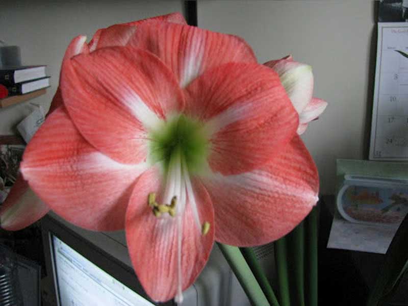 Hippeastrum hybridum / híbrido hippeastrum Hippeastrum hybridum / híbrido hippeastrum