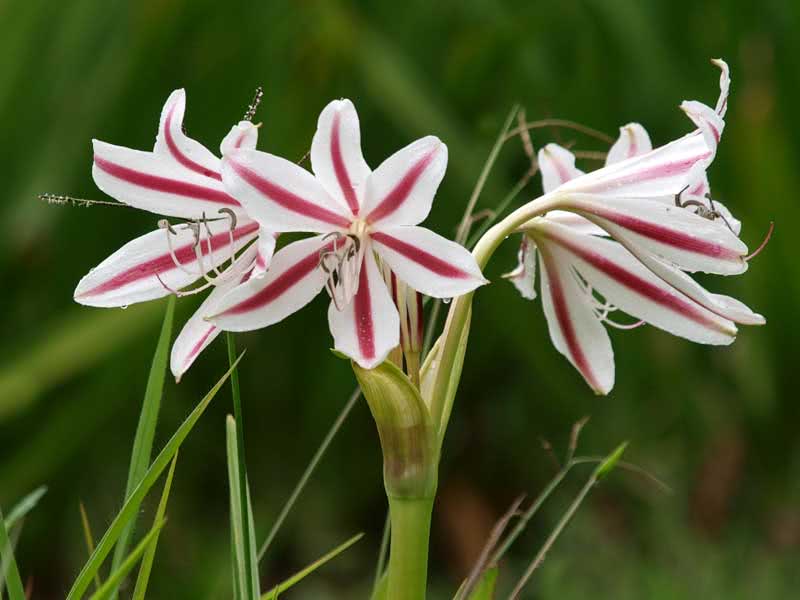 Hippeastrum hybridum / híbrido hippeastrum Hippeastrum hybridum / híbrido hippeastrum